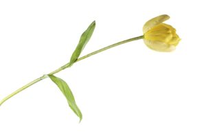 Sarı Lale Yapay Çiçek 100cm