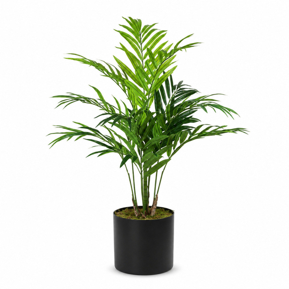Kentia Areka Palmiyesi 180 Cm