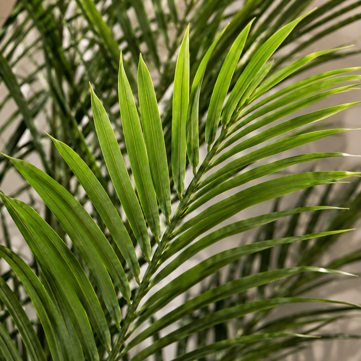 Areka palmiyesi 3 Areka palmiyesi - Görsel 3